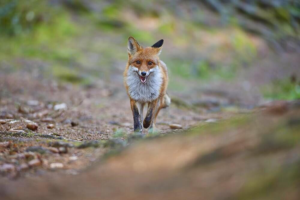 Red fox (Vulpes vulpes), running on path in forest