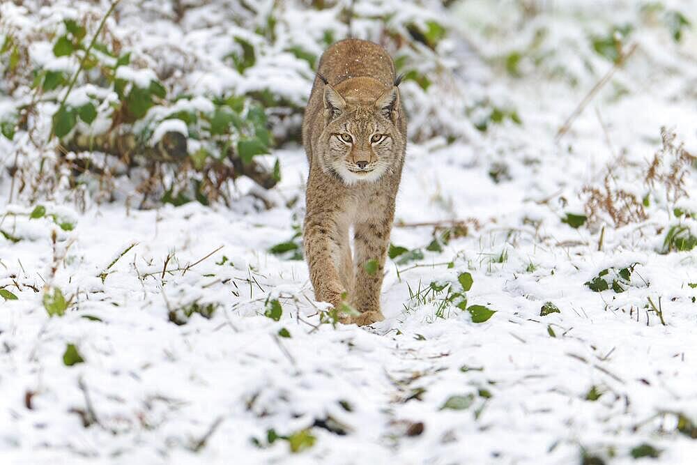 Eurasian lynx (Lynx lynx), walking through winter forest, captive, Hesse, Germany, Europe