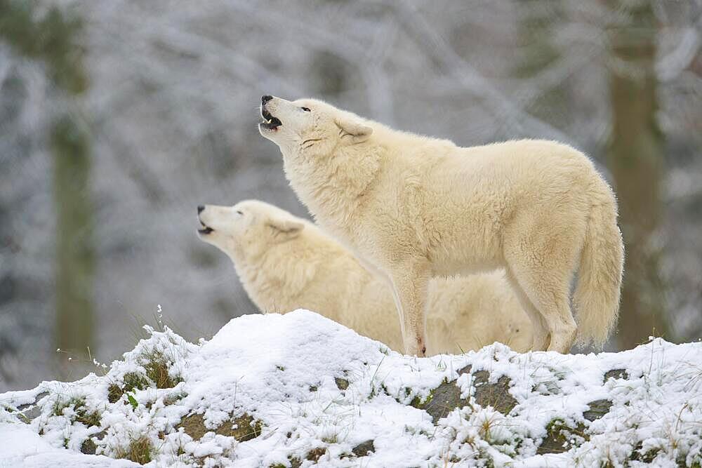 Arctic wolf (Canis lupus arctos), adult, two animals howling, snow, winter, captive