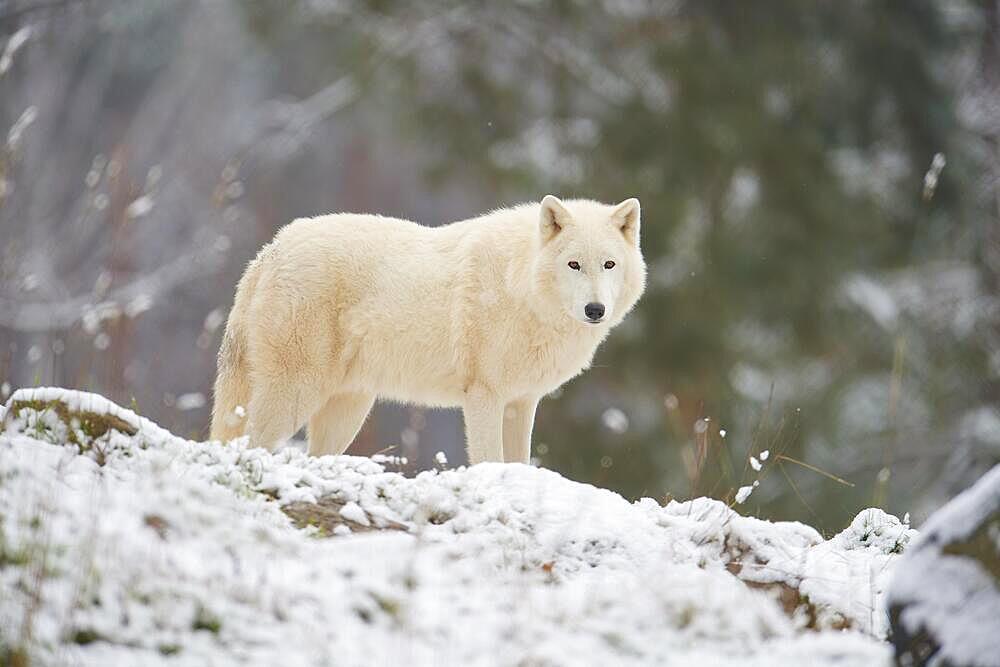 Arctic wolf (Canis lupus arctos), adult, snow, winter, captive