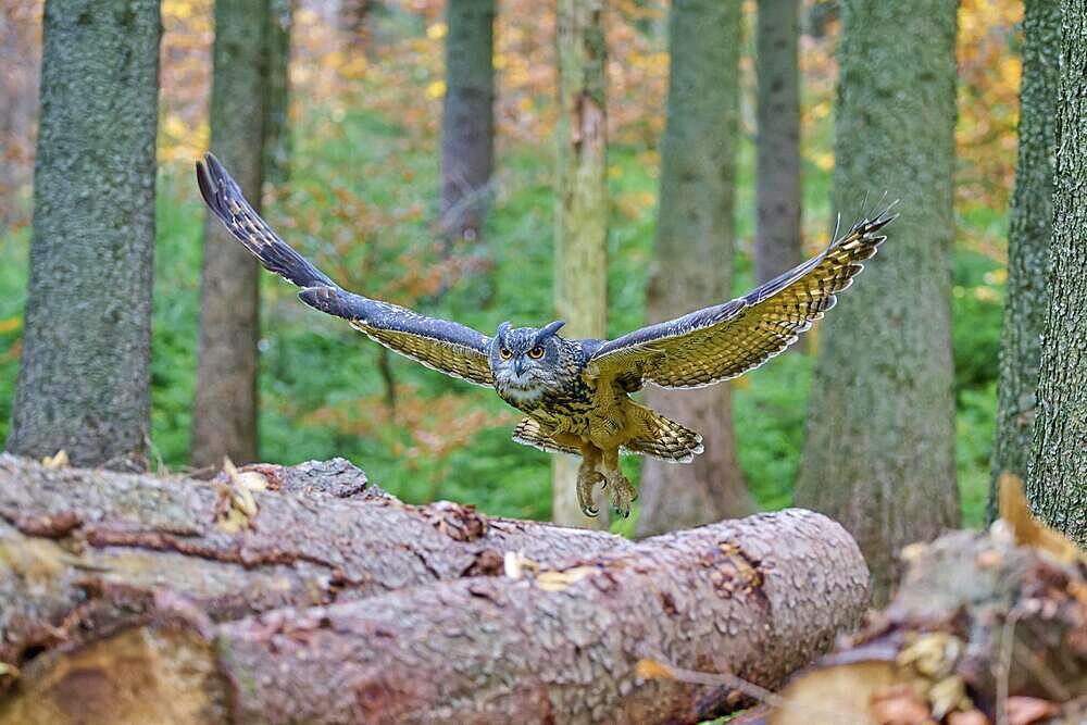 Eurasian eagle-owl (Bubo bubo), adult, approaching wood pile in forest, autumn