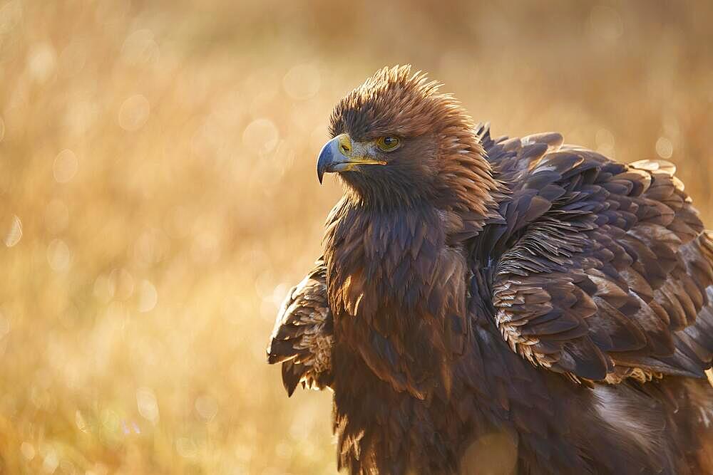 Golden eagle (Aquila chrysaetos), adult, sitting in meadow at sunrise, portrait