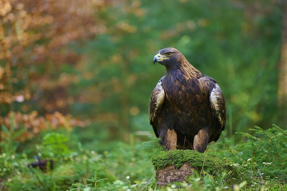 Golden eagle (Aquila chrysaetos), adult, sitting in the forest