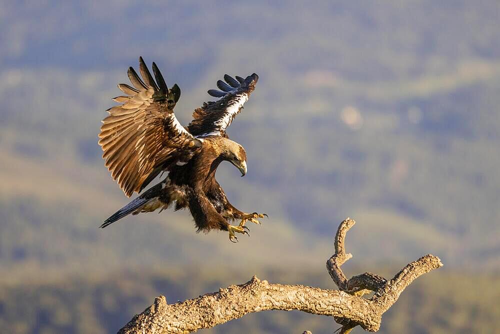 Spanish Imperial Eagle (Aquila adalberti), adult, flying at a branch, Toledo Province, Castilla-La Mancha, Spain, Europe