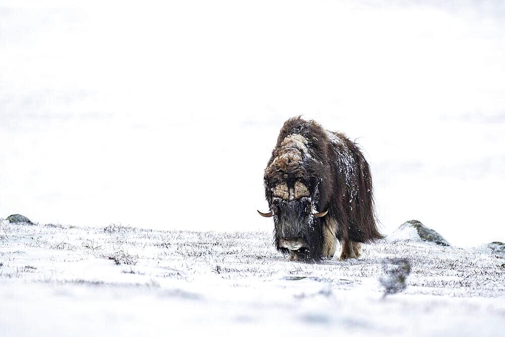 Musk ox (Ovibos moschatus) in the snow, Dovrefjell-Sunndalsfjella National Park, Norway, Europe