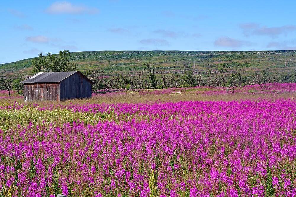 Narrow-leaved willowherbs cover the ground in bloom and in huge quantities, single shed, evening primrose family, summer, Arctic, Varanger Peninsula, Vadsoe, Lapland, Norway, Europe