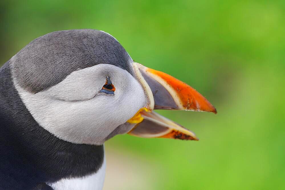 Head of a puffin with open beak, Vardoe, Hornoeya, Varanger Peninsula, Finnmark, Norway, Europe