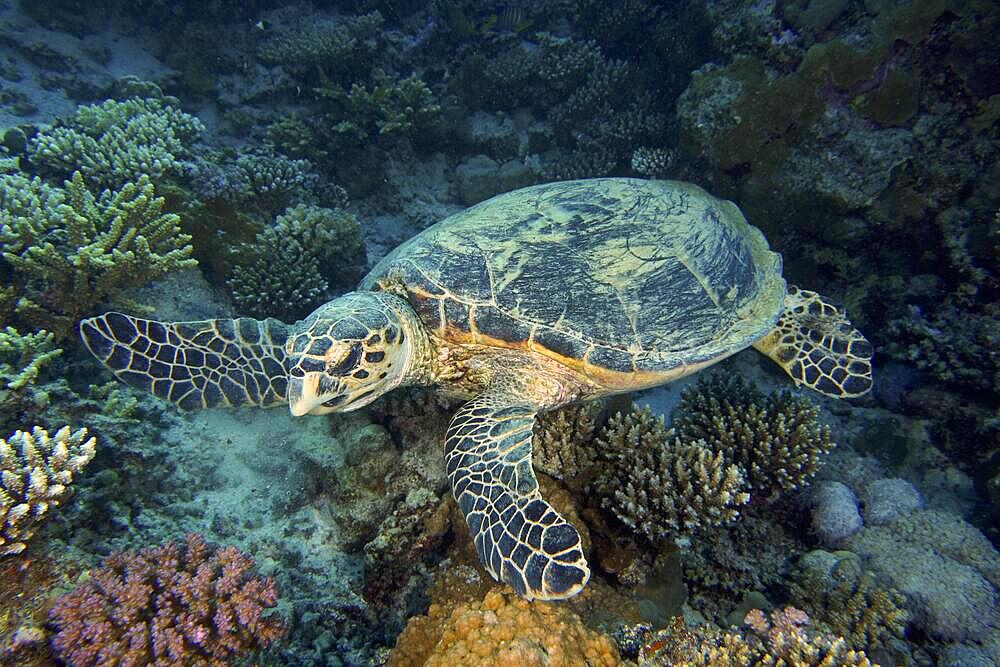 Hawksbill sea turtle (Eretmochelys imbricata), House reef dive site, Mangrove Bay, El Quesir, Red Sea, Egypt, Africa