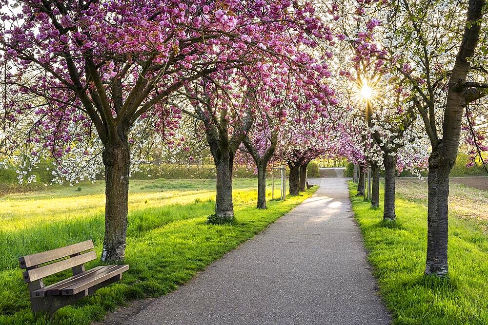 A beautiful alley with blooming pink and white cherry trees in spring in the morning sun with a sunstar, a bench on the left side, Rhine-Neckar-region, Baden-Wuerttemberg, Germany, Europe