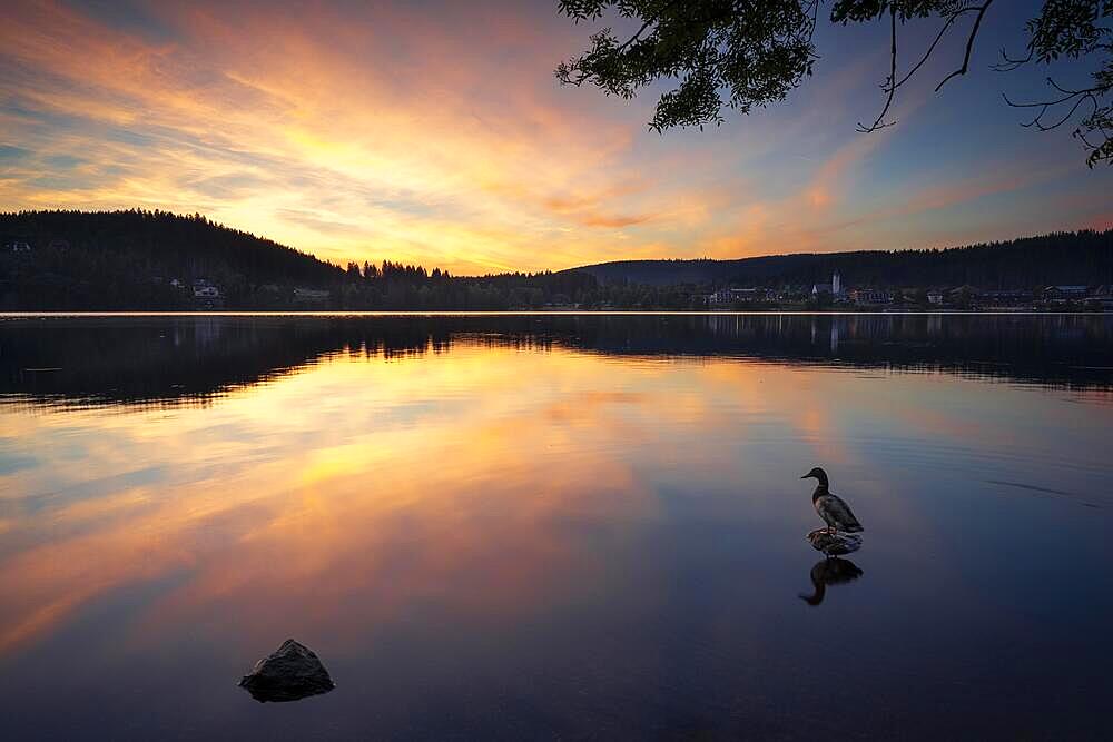 Lake Titisee at sunset, in the foreground a duck on a stone, Black Forest, Baden-Wuerttemberg, Germany, Europe