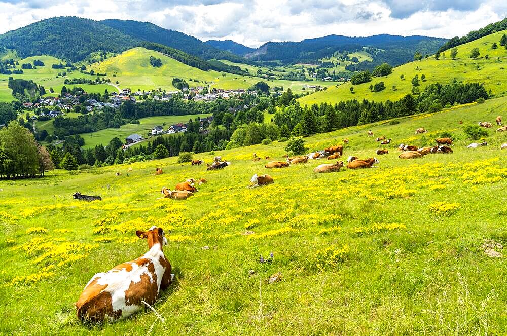 Landscape with cows, flowering meadows, trees, forest and a village, sunshine, Bernau im Black Forest, Baden-Wuerttemberg, Germany, Europe