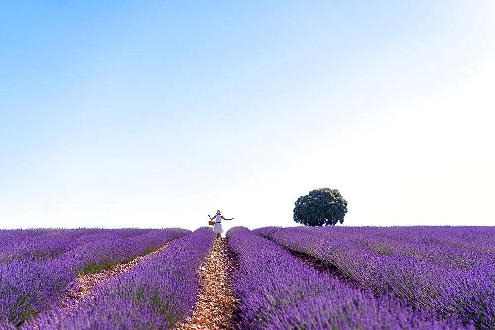 Lifestyle, a woman in a summer lavender field picking flowers, walking in the countryside