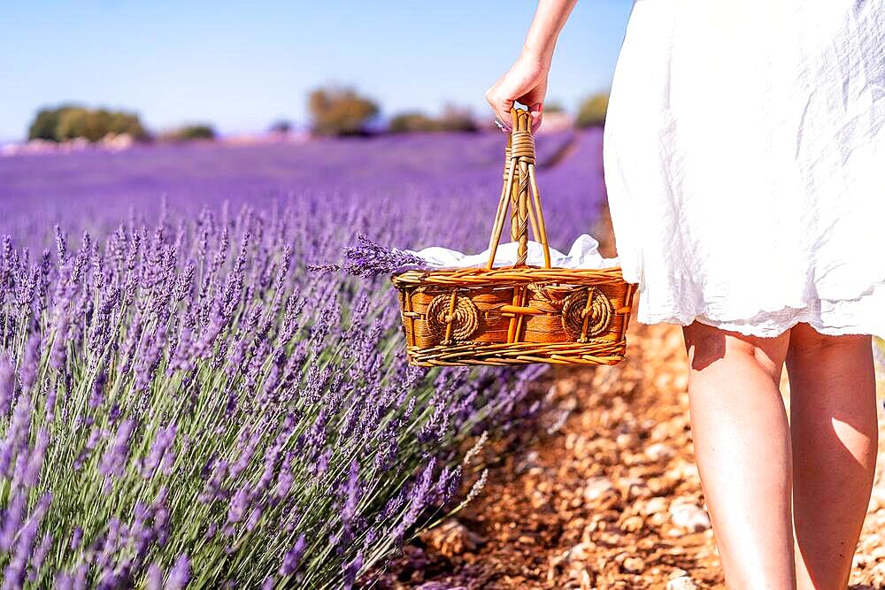 Lifestyle, hands of a woman in a summer lavender field picking flowers