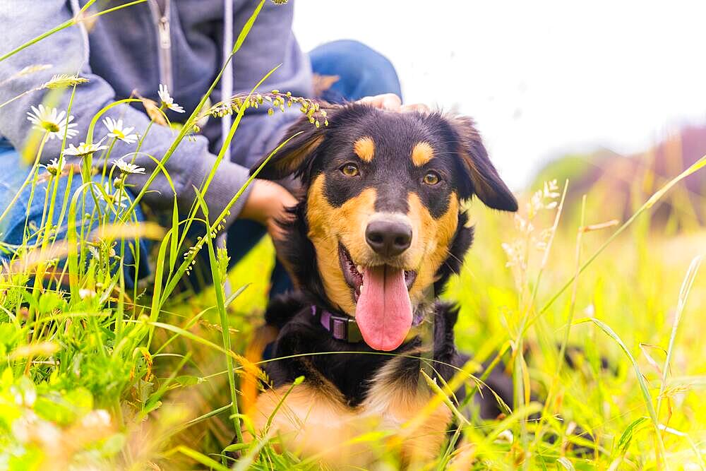 Portrait of a cute dog with an open mouth and tongue sitting on a sunny spring day in a flower meadow, being caressed by the owner