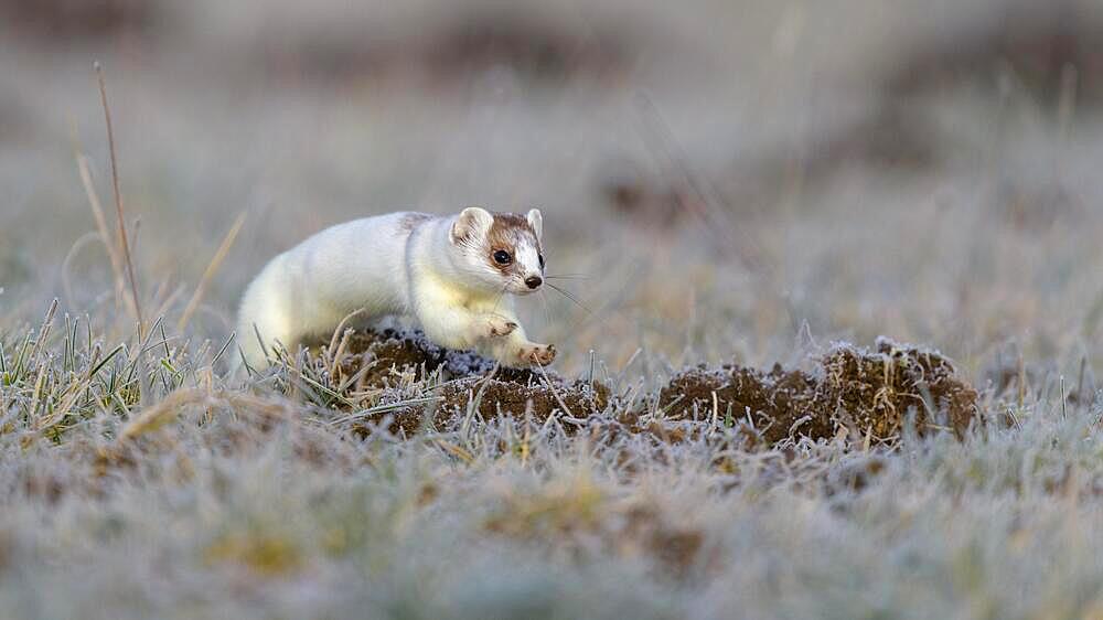 Stoat (Mustela erminea), jumping in a meadow with hoarfrost, changing coat from summer to winter coat, biosphere reserve, Swabian Alb, Baden-Wuerttemberg, Germany, Europe