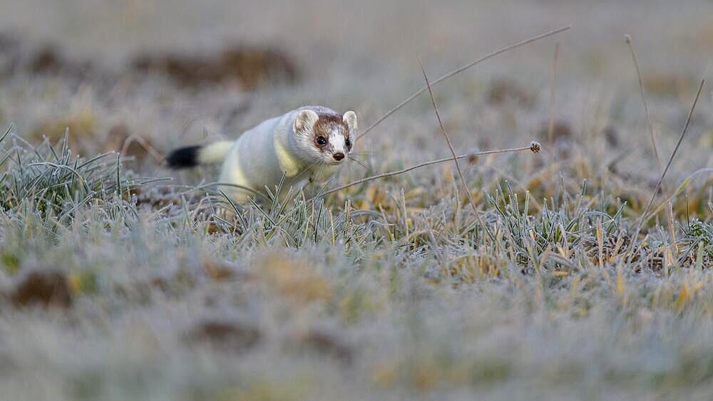 Stoat (Mustela erminea), jumping in a meadow with hoarfrost, changing coat from summer to winter coat, biosphere reserve, Swabian Alb, Baden-Wuerttemberg, Germany, Europe