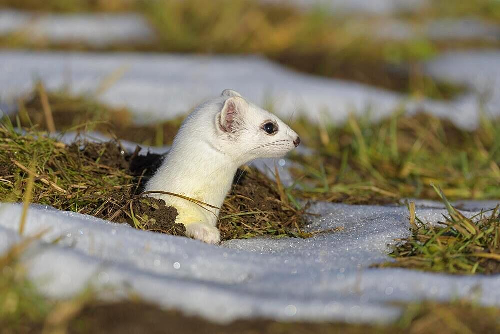 Stoat (Mustela erminea), looking out of its burrow in a meadow with residual snow, animal portrait, biosphere area, Swabian Alb, Baden-Wuerttemberg, Germany, Europe