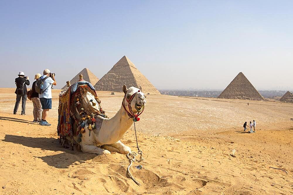 Camel and photographers on the west side of the pyramids, in the background in the haze the Nile Valley, Giza, Cairo, Egypt, Africa