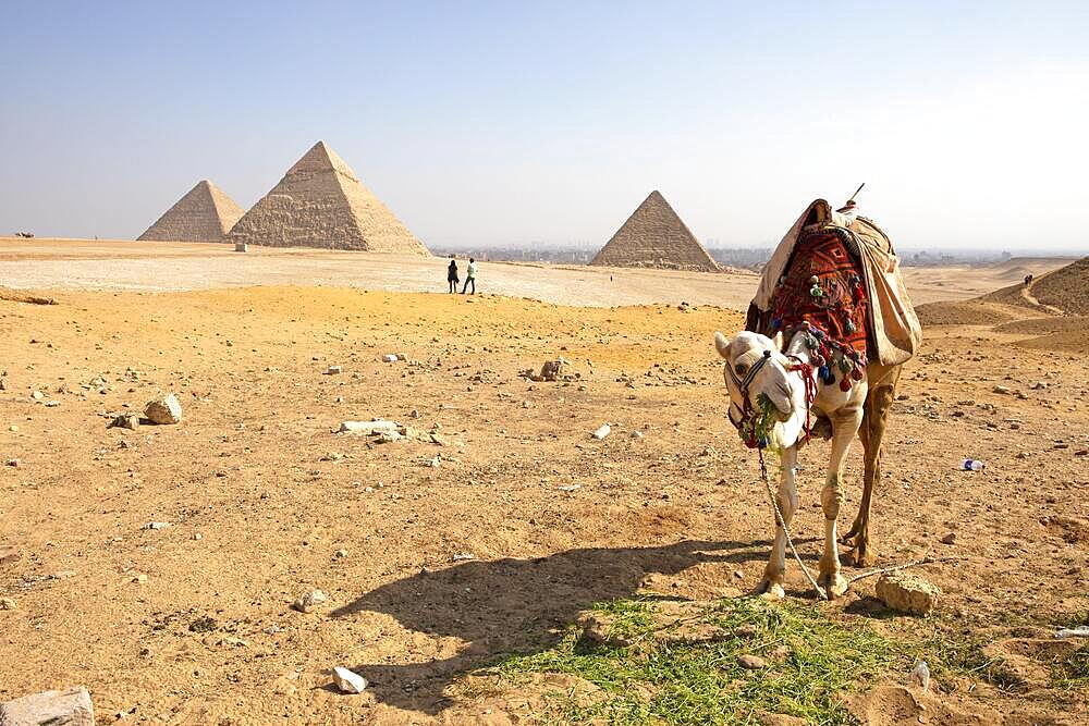 Camelid (Camelidae) feeding on the west side of the pyramids, in the background in the haze the Nile Valley, Giza, Cairo, Egypt, Africa