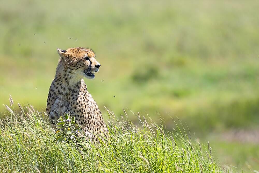 Cheetah (Acinonyx jubatus), sitting in the grass, Serengeti National Park, Tanzania, Africa