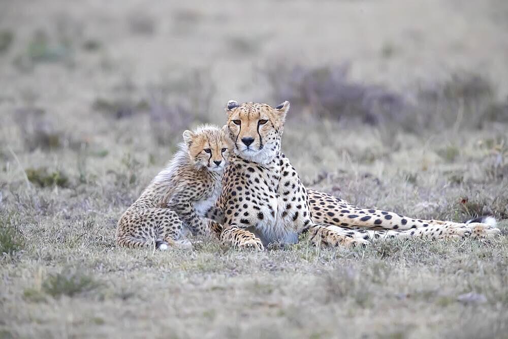 Cheetah (Acinonyx jubatus), with cubs, Kenya, Africa