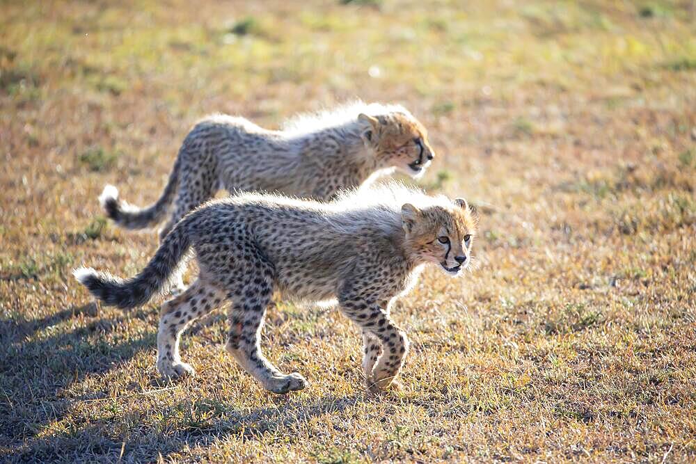 Cheetah (Acinonyx jubatus), young, Kenya, Africa