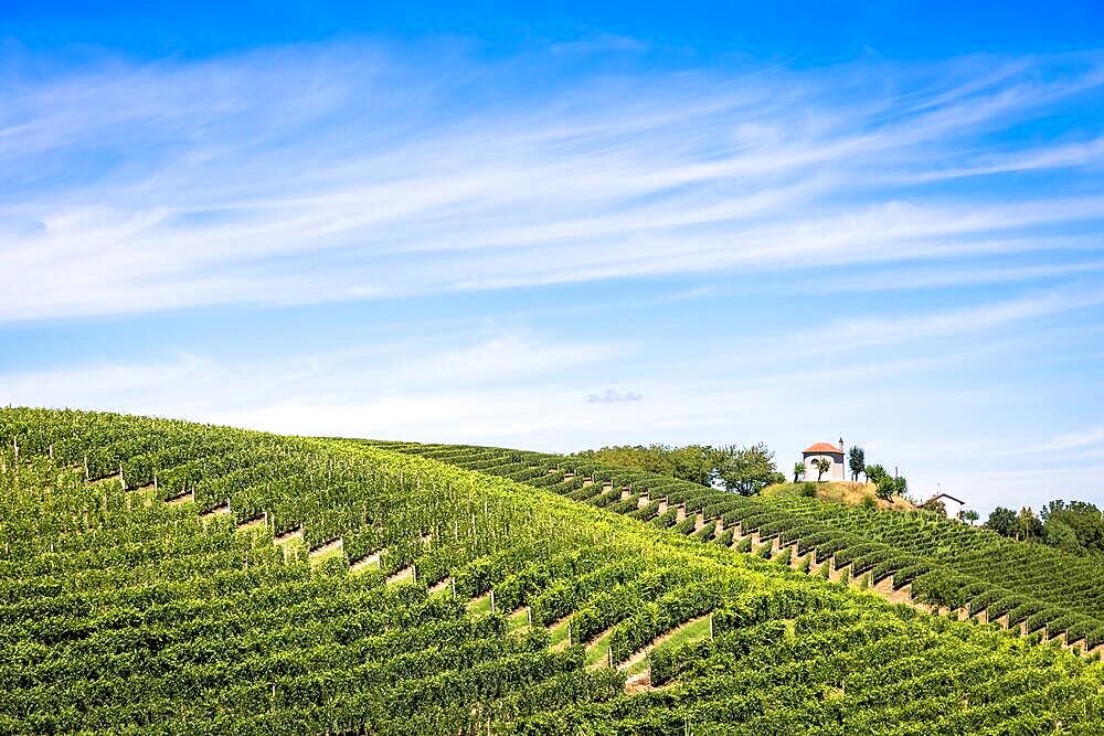 ASTI, ITALY - CIRCA AUGUST 2020: Piedmont hills in Italy, Monferrato area. Scenic countryside during summer season with vineyard field. Wonderful blue sky in background