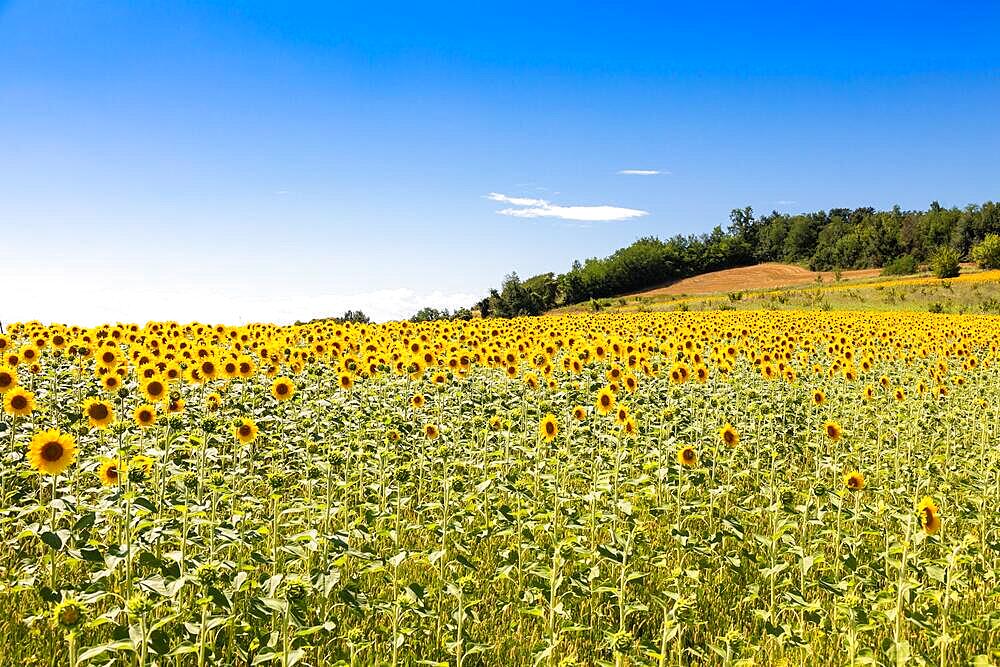 Sunflowers field in Italy. Scenic countryside in Tuscany with deep blue sky