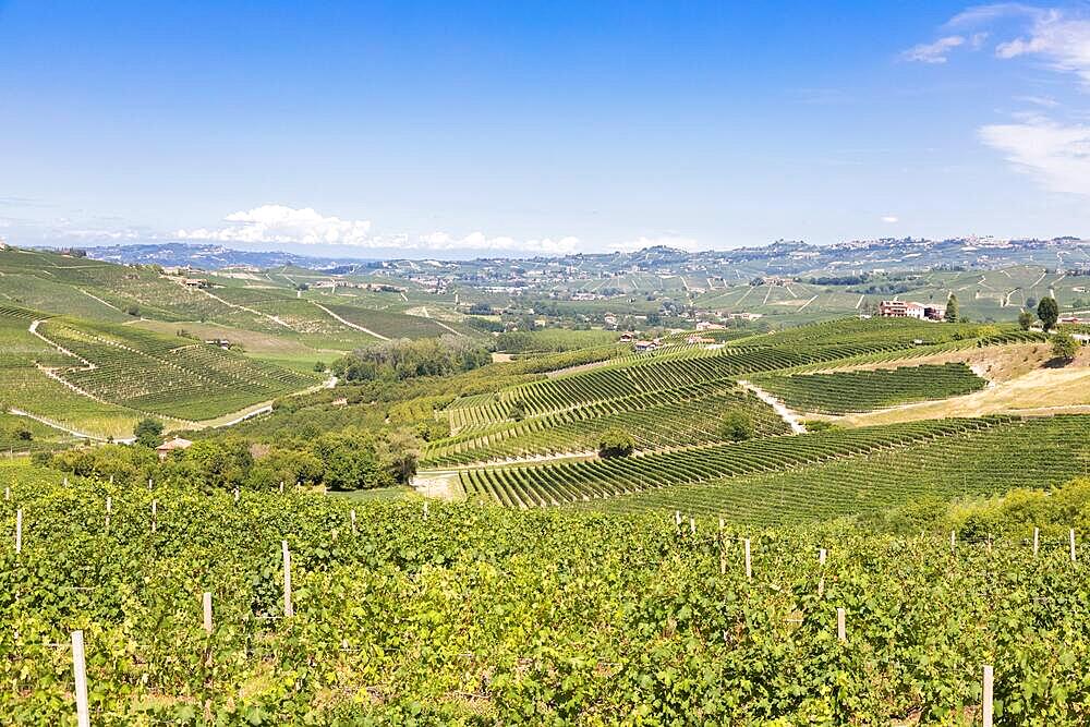 Panoramic countryside in Piedmont region, Italy. Scenic vineyard hill close to Barolo