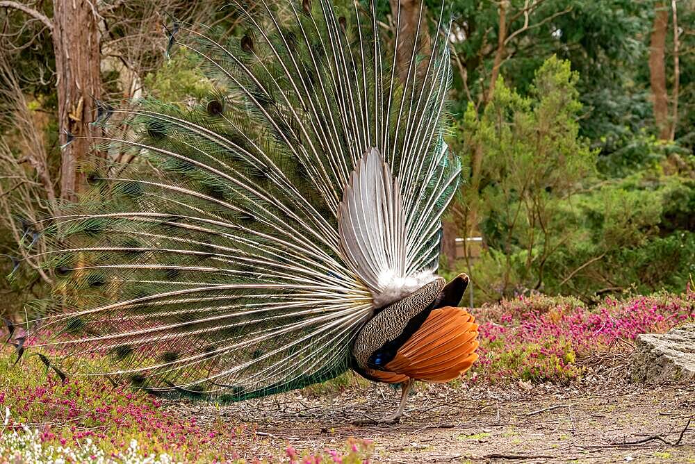 Blue peacock turns a wheel