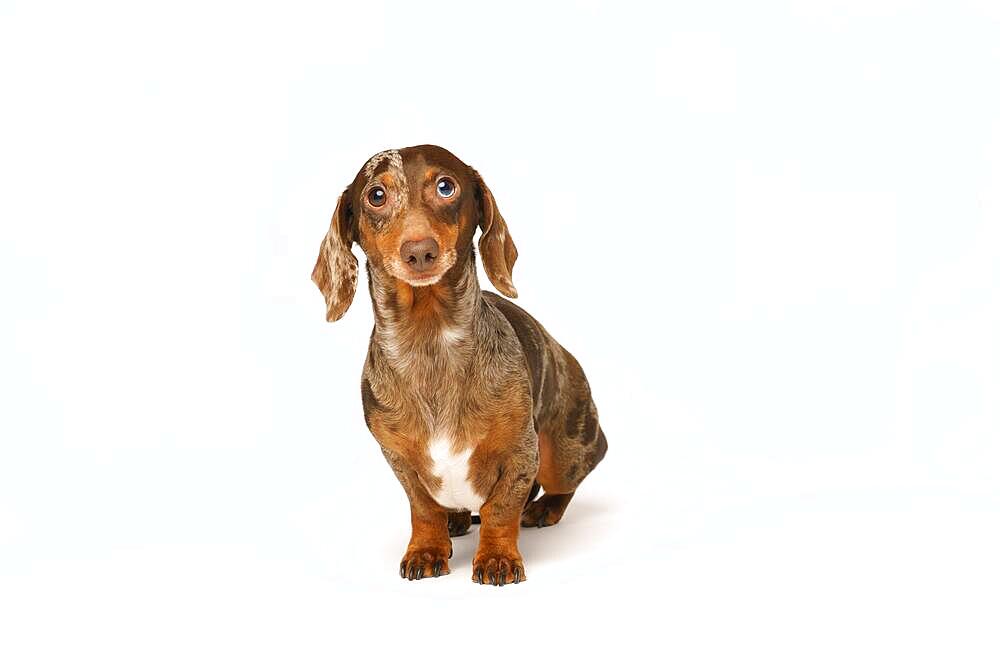 Miniature rabbit dachshund, marbled coat. Isolated on a white background in studio