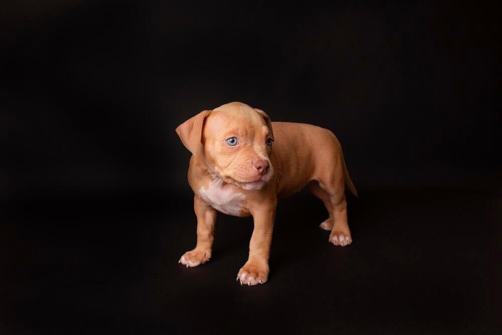 Puppy American Pit Bull Terrier sit on black background in studio