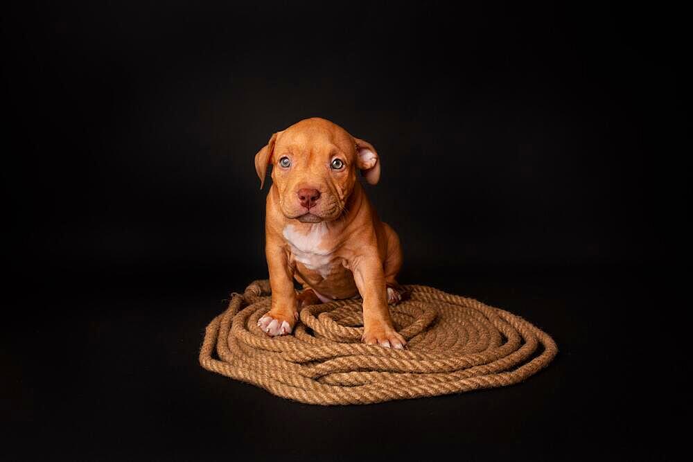 Puppy American Pit Bull Terrier sitt on a jute cord on black background in studio