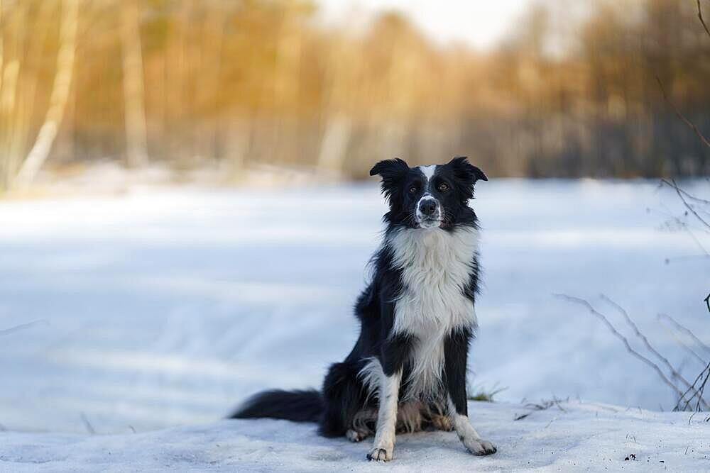 A Border Collie dog poses and shows various tricks in a somewhat wintery setting. Little snow