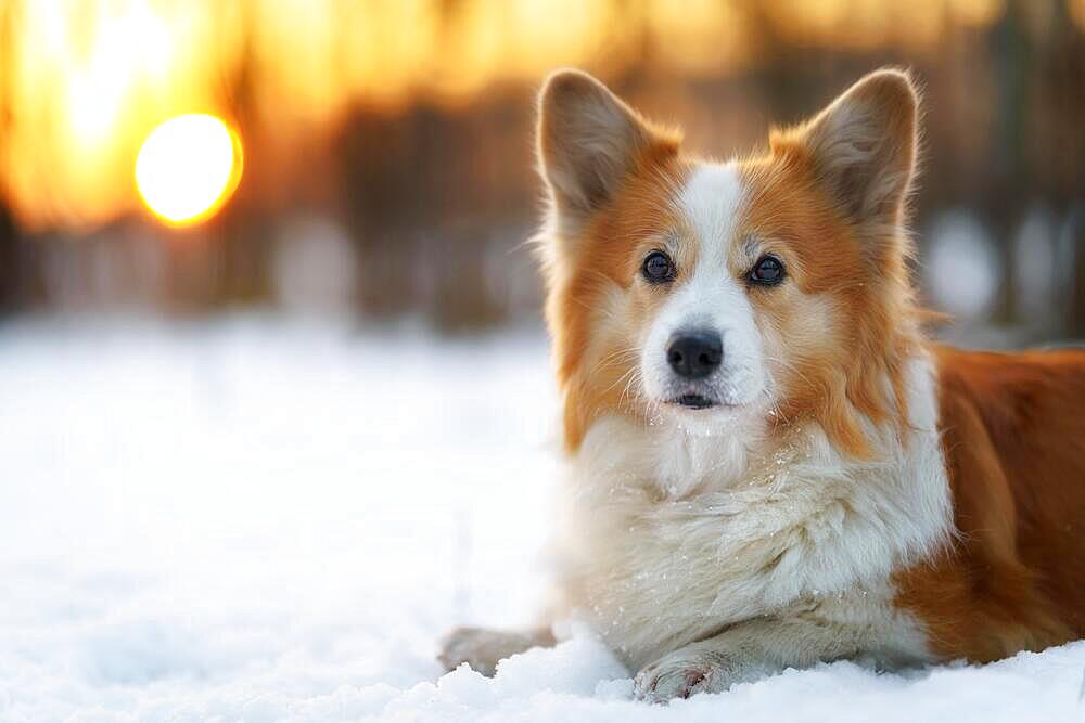 Welsh Corgi Pembroke dog in winter scenery during sunset. Happy dog in the snow