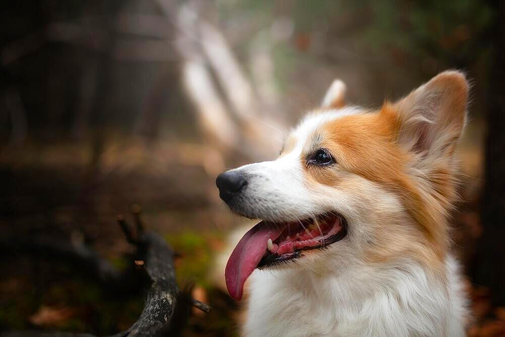 A Welsh Corgi Pembroke dog sitting in the woods. In the forest