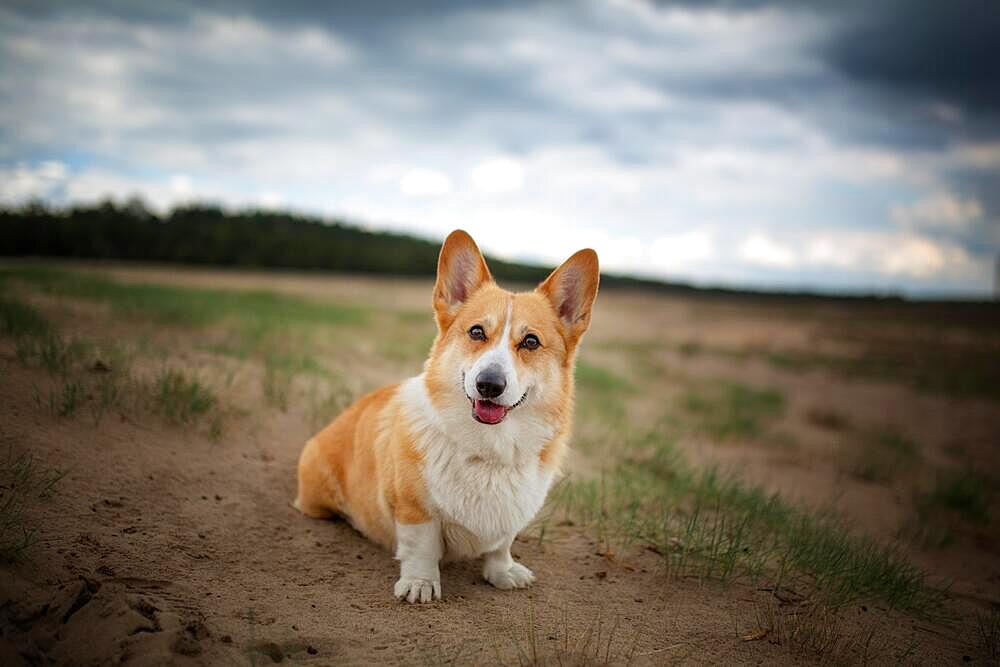 A Welsh Corgi Pembroke dog sits in the desert. Summer