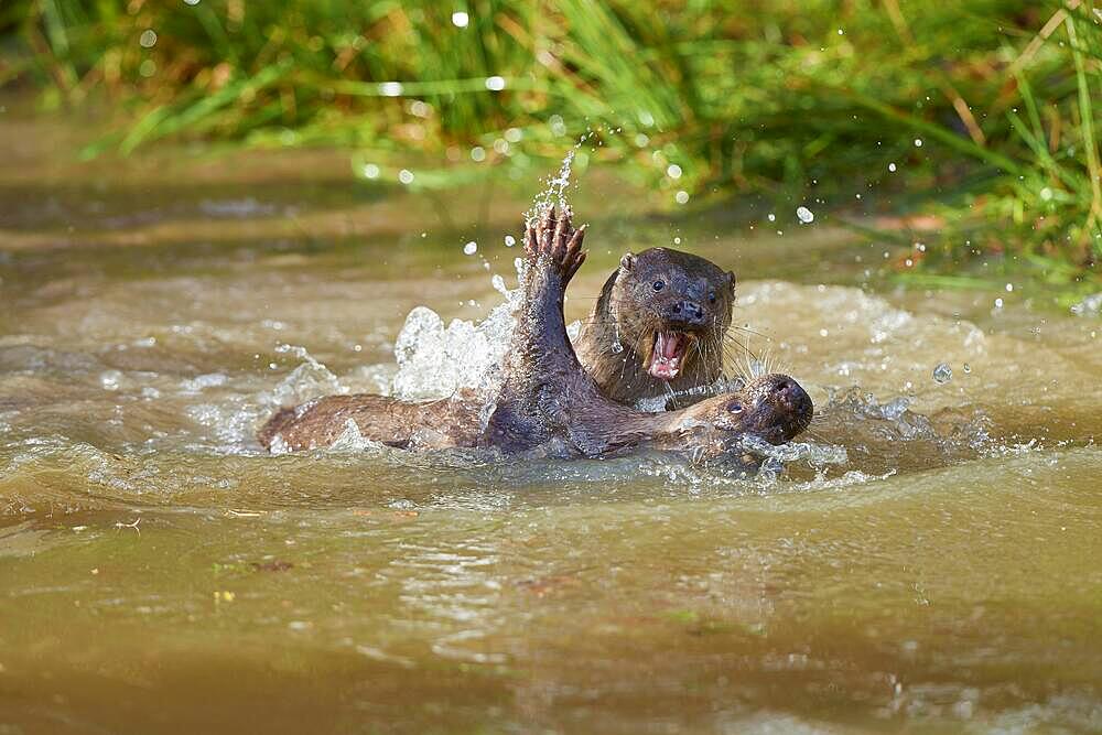 European otter (Lutra lutra), adult, two animals playing in the water, captive, Germany, Europe