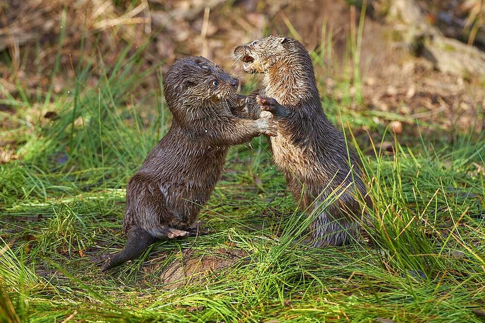 European otter (Lutra lutra), adult, two animals playing on land, captive, Germany, Europe