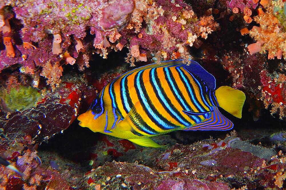 Royal angelfish (Pygoplites diacanthus) in the red reef. Dive site Daedalus Reef, Egypt, Red Sea, Africa