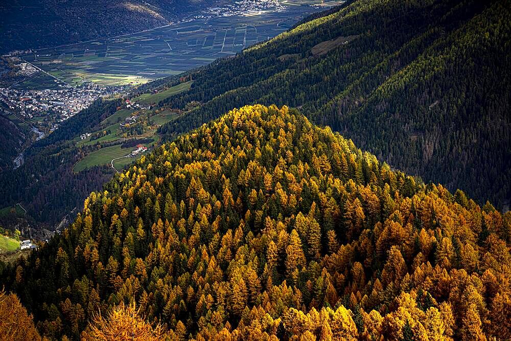 Autumn larch (Larix) forest in the background orchards of Vinschgau, Martell Valley, Merano, Vinschgau, South Tyrol, Italy, Europe