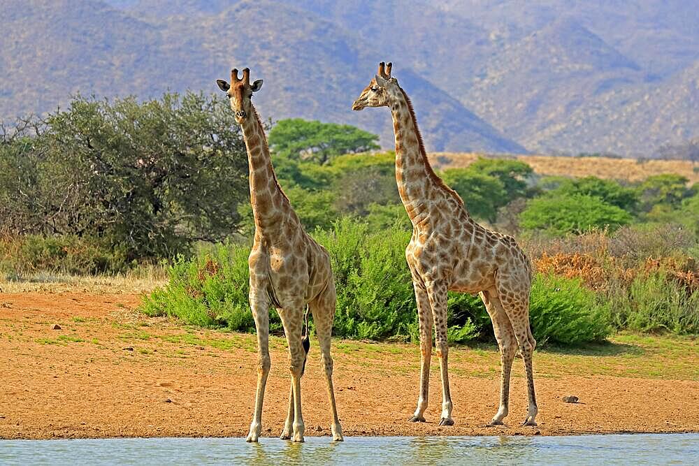 Southern giraffe (Giraffa camelopardalis giraffa), adult, at the water, waterhole, two giraffes, Tswalu Game Reserve, Kalahari, Northern Cape, South Africa, Africa