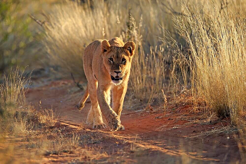 Lion (Panthera leo), adult, female, alert, running, Tswalu Game Reserve, Kalahari, Northern Cape, South Africa, Africa