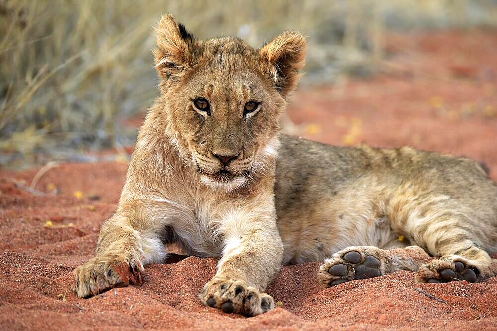 Lion (Panthera leo), young, alert, resting, Tswalu Game Reserve, Kalahari, Northern Cape, South Africa, Africa