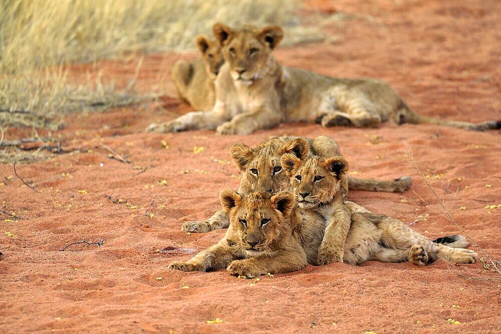 Lion (Panthera leo), three cubs, siblings, alert, group, Tswalu Game Reserve, Kalahari, Northern Cape, South Africa, Africa