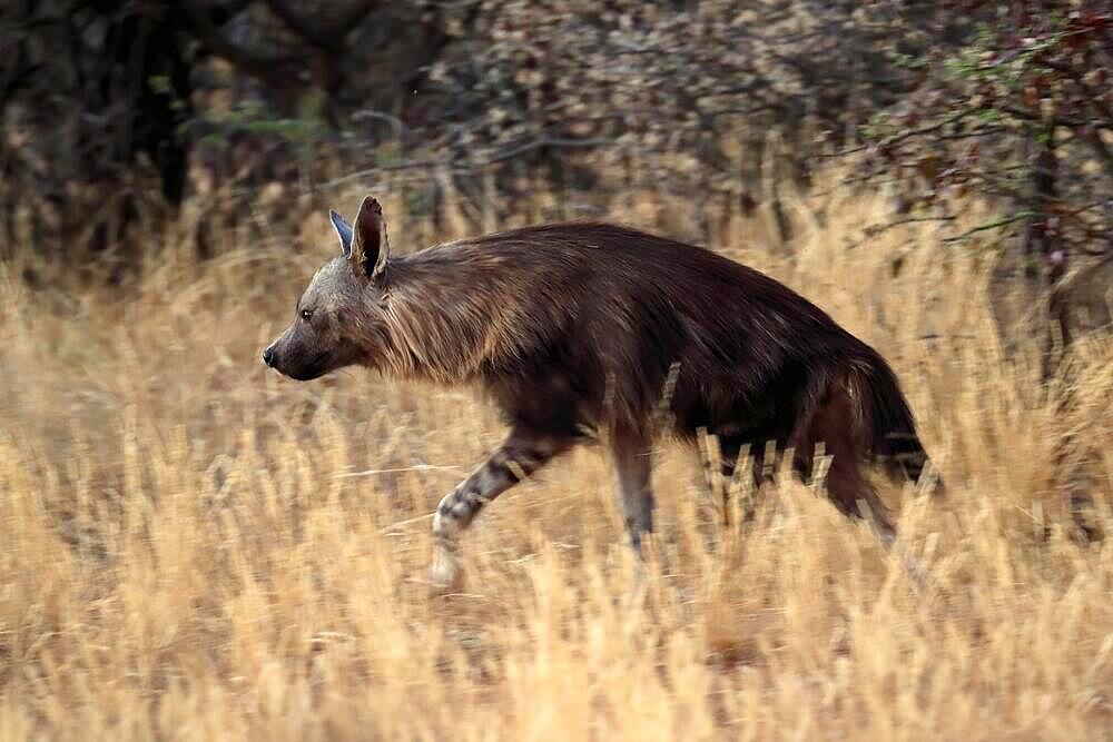 Sable hyena (Parahyaena brunnea), brown hyena, beach wolf, adult, running, Tswalu Game Reserve, Kalahari, Northern Cape, South Africa, Africa