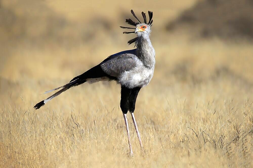 Secretary bird (Sagittarius serpentarius), adult, foraging, concentrated, Mountain Zebra National Park, Eastern Cape, South Africa, Africa