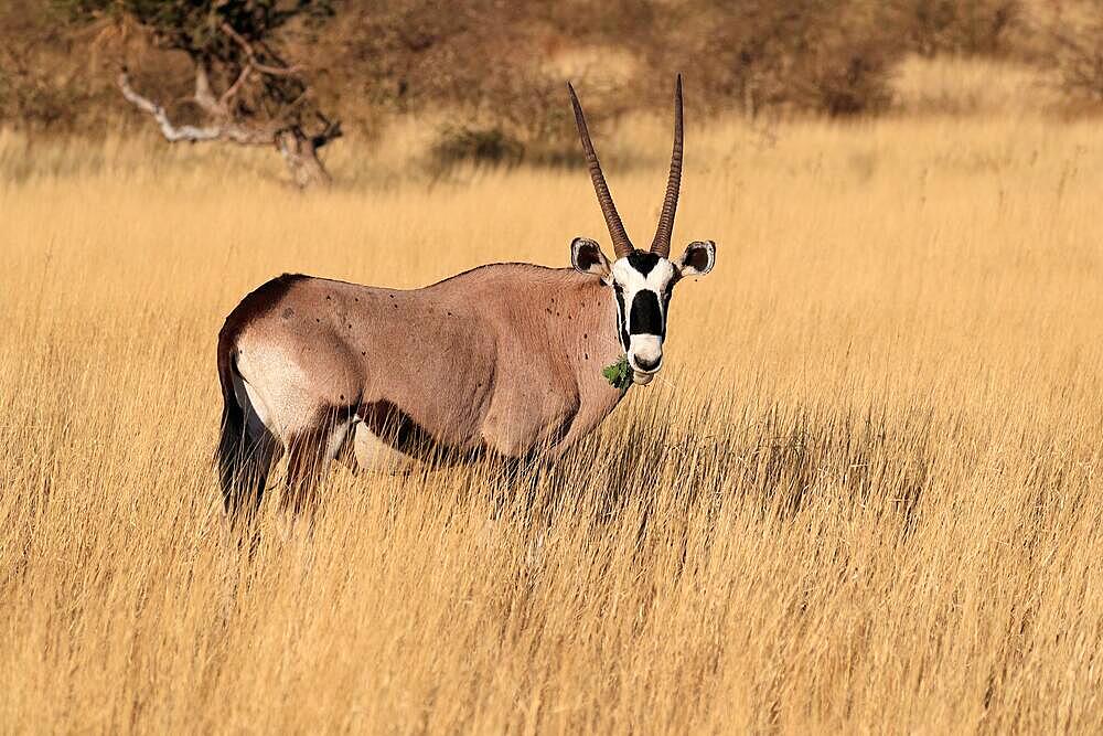 Gemsbok (Oryx gazella), South African spitbuck, adult, foraging, Mountain Zebra National Park, Eastern Cape, South Africa, Africa