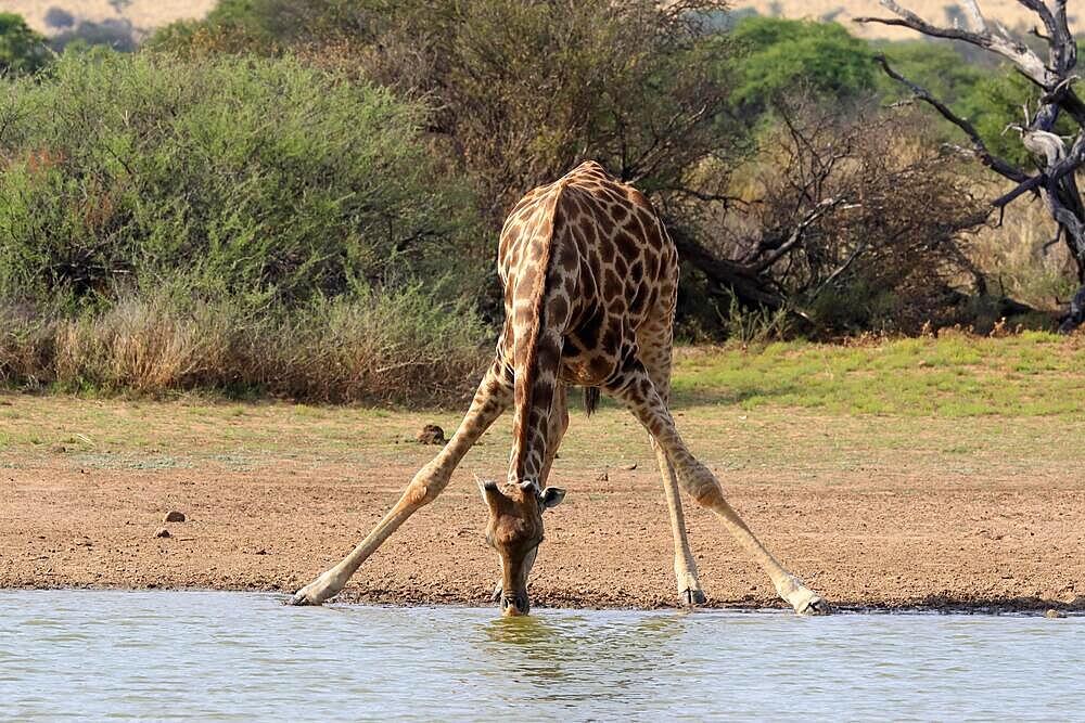 Southern giraffe (Giraffa camelopardalis giraffa), adult, at waters edge, drinking, waterhole, Tswalu Game Reserve, Kalahari, Northern Cape, South Africa, Africa