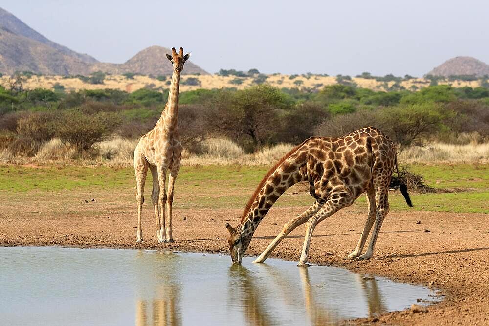 Southern giraffe (Giraffa camelopardalis giraffa), adult, at the water, drinking, waterhole, two giraffes, Tswalu Game Reserve, Kalahari, Northern Cape, South Africa, Africa